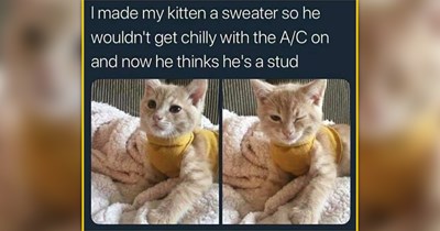 A Soft Serve Swirl of Cat Memes With a Cherry on Top of Your Summer Day