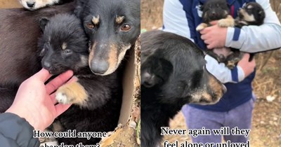 Dumped mom and puppies found huddled in box in Romanian woodland saved after passerby reported sighting to rescue who spent hours searching for the fur family until they were finally brought to safety  