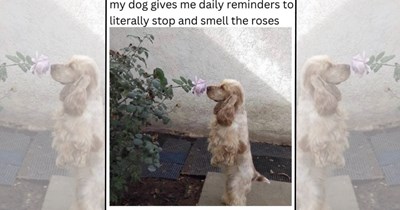 A Delightfully Derpy Dose of Dog Memes Prescribed for a Serious Case of the Blahs