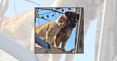 'Best Friends Fur-ever': 26 Sweet and Silly Cats and Dogs Living Together as the Cutest and Funniest Best Friends