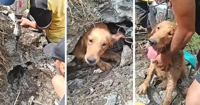 Family's 2-year-old dog goes missing after a landslide, volunteers pull her alive 3 days later: 'They heard a faint bark beneath the rubble'