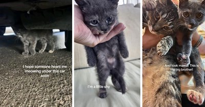 Stray kitten meowing in a parking lot gets taken home by a woman and meets her new feline big brother: 'You're safe now'
