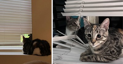 Nosy Cats Clawing Their Way Through the Blinds to Brighten Your Day With Feline Foolery