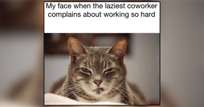 Annoying Coworkers Bringing Out the Cattitude in Felines Counting Down the Minutes Until 5 PM