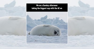 22 Cozy Nap Memes for Sleepyheads Who Crank Up the AC Just to Snuggle Under a Blanket