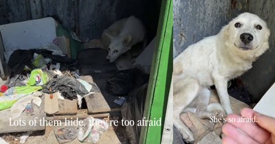 Hurt dog hit by car found cowering in cupboard in forest saved by dog rescuer who patiently convinced her with treats to come with her towards a better life: ‘I wish for her to know she has found something much better than she ever believed possible.’