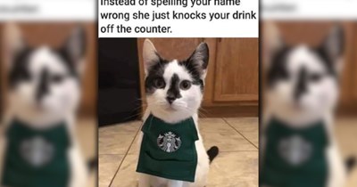 28 Cute Cat Memes To Add Sweetness to Your Meowrning Cup of Coffee