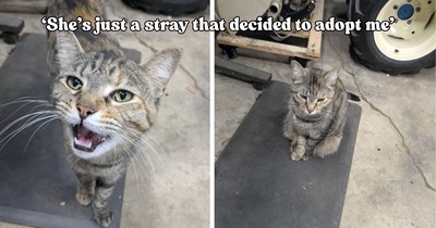 Cat appears in a stranger’s garage one day and keeps returning until the hooman realizes they may have been chosen