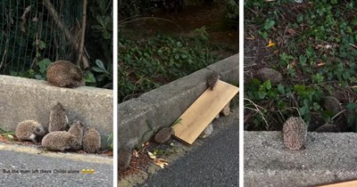 Wholesome family of baby hedgehogs gets rescued and reunited with their mom thanks to some guys casually passing by 