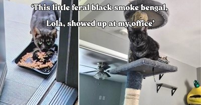 Feral cat appears at an airport office, sparking a 60-mile rescue mission to save a kitty deemed ‘unadoptable’
