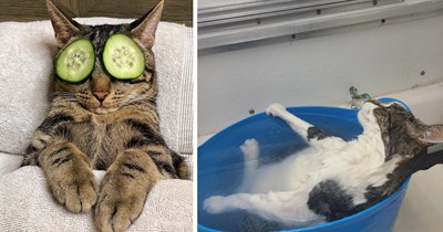 Pampered Cats Living Out Every Tired Hooman’s Dream of Dropping Everything for a Spa Day