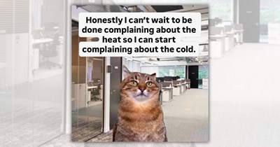 A Summer Storm of Hot and Humid Cat Memes for One Last Laugh in the AC Before Fall Arrives