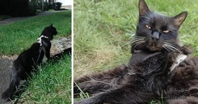 Senior cat finds the silver lining to life after his brother crosses the rainbow bridge: finally bonding with his owner and becoming the outdoor cat he always wanted to be 