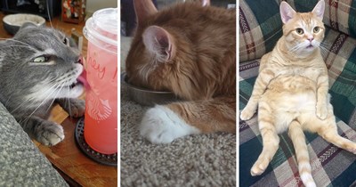 25 of the Funniest Cat Pics That Belong in the Feline Hall of Fame: ICanHasCheezburger Edition 