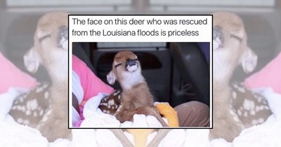 26 Comfy Animal Memes to Cozy Up Your Day With Wholesome Furry Feelings