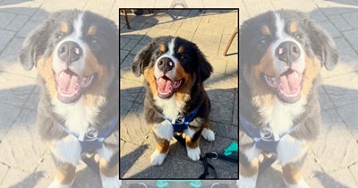 'Say treats!': 23 Smiling Doggos for a Furbolous Thrusday Filled with Pawsitivity and Happy Faces