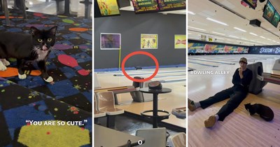 Bowling alley owner discovers adorable intruder after alarms "mysteriously" trigger, decides to let the new fluffy resident stay and be a stray cat no longer: ‘This dude wants to go bowling’