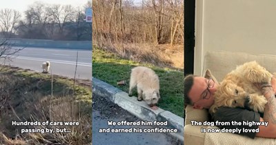 'He is finally happy': One car out of hundreds stops to rescue fearful dog running along highway for hours, then help him find a family that will change his life for good