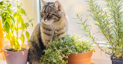 Couple cut ties with friends after they sprayed their cat with water while staying as guests at the couple’s cottage: ‘Despite saying they were fine with our cat, Jake sprayed her with a plant mister’
