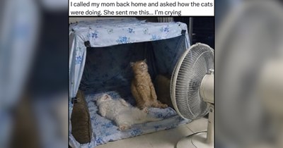 20 Melted Cats Trying to Survive the Summer Sizzle