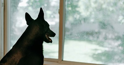 Friend agrees to dog sit for 2 weeks for $500, friend sends her $170 and then ghosts her ahead of her wedding: 'She could afford to pay you - she just chose not to'