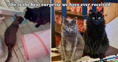 Tiny fire station kitten goes from fighting to survive to fighting for more treats in the sweetest rescue glow-up