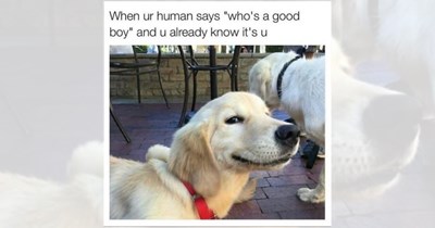 'Man's best friend': Pawdorable memes to get your daily dose of doggy happiness