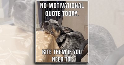 'Good boys get good memes': 21 Dog Memes to Fill Your Morning Cup with Puppy Pawsitivity (August 27, 2026)