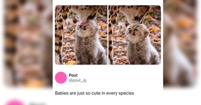 "Like my mom": Cute animal babies that look just like their mothers and act like them