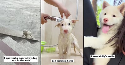 Starving puppy spotted alone in pouring rain is rescued by a woman who gives her food, warmth, and a name, grows into the smiling best friend she was always meant to be: 'That's how we became a family'