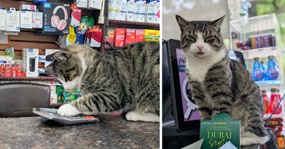 Bodega Cat Serving Snacks and Serotonin to Hoomans Running Low on Both