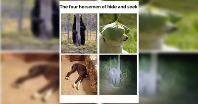 The Best Heartwarmingly Wholesome Memes and Posts of the Week (August 27, 2026)