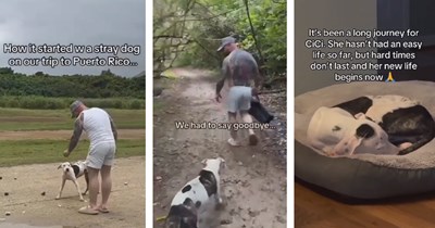 Couple falls in love with stray dog in Puerto Rico, they use their social media following to help fly her to Philly to start her new life