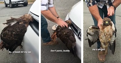 Beautiful hawk gets stuck in car grill, kind driver pulls over to save his life in heartwarming story of rescue