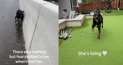 Fear-filled pup found cowering by highway barrier during rainstorm, saved and given home by driver who taught the stray dog how to play and enjoy life with her new canine siblings, dog mom says: ‘I’m truly the lucky one.’