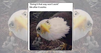 21 Heart-Melting Animal Memes for Anyone Spending Summer Glued to the AC