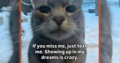 29 Cute Cat Memes for Feline Lovers to Send to Friends and Lovers