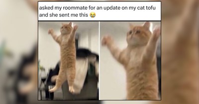 27 Spooky Cat Memes for Superstitious Pawrents Suspecting Something Abrewin'