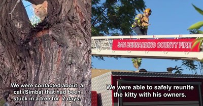 Cat stuck in tree heroically saved by Fire Department after 2 days of failed rescue attempts by local cat rescue: ‘They extended the ladder all the way over the apartment building, and an awesome firefighter named Kolby went up to get him.’ 