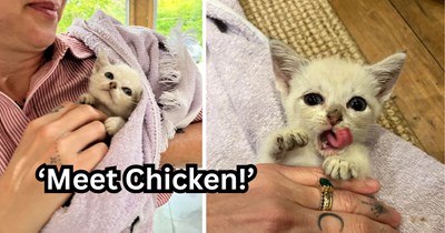 Kitten living the farm life gets saved from coyotes when couple sees her resting in a sun patch without a care in the world, they take her home