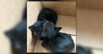 Plumber fixing women's bathroom hears meowing coming from a car on his way out, two void kittens lay on top of each other and get adopted 