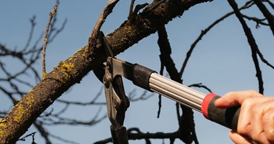 Homeowner removes 12 fruit trees from property, neighbors protest because they want to pick the fruit: 'The yard has become a neighborhood orchard'