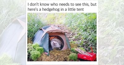 Camping Memes for Summer Campers Building a Fire and Sleeping Under the Stars (August 28, 2026)