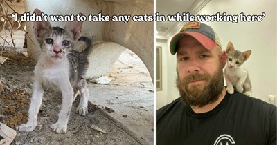 Man rescues a big eared kitten struggling in 125-degree heat and ends up bringing his unexpected new family member across the world