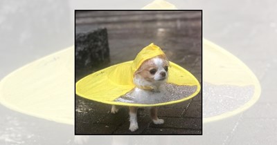 21 Pups in Raincoats Who Won't Let a Rainy Day Cancel Their Walk