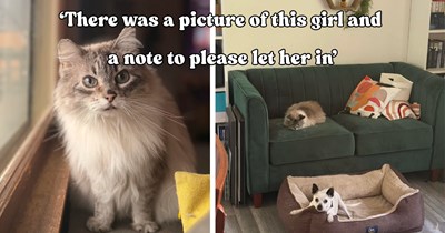 Couple buys a house and finds a photo of a mysterious cat in the manual with a note asking them to let her inside