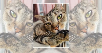 22 Wholesome Cats for a Softer Day on the Internet (August 28th, 2026)