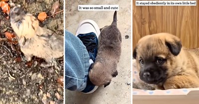 Tiny pup found alone in the rain meets the stranger who refuses to leave them behind, turning a rainy day into the beginning of a second chance