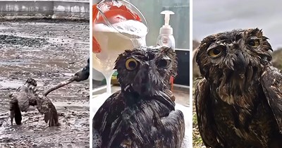 Wild animal stuck in deep mud can barely move, then a determined rescuer steps in and refuses to give up until the exhausted owl is safe