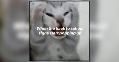 Pencils, Purrcrastination And Purrfectly Unprepared Cats Heading Back To School
